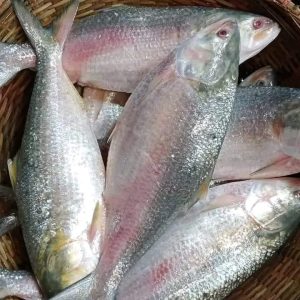 8 পিস 5 কেজি 1700 টাকা