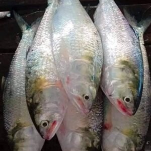 ৬ পিস মাছে ৫ কেজি