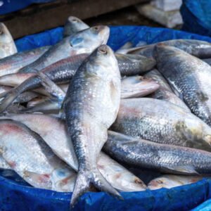 ১৮ পিস মাছে ৬ কেজি